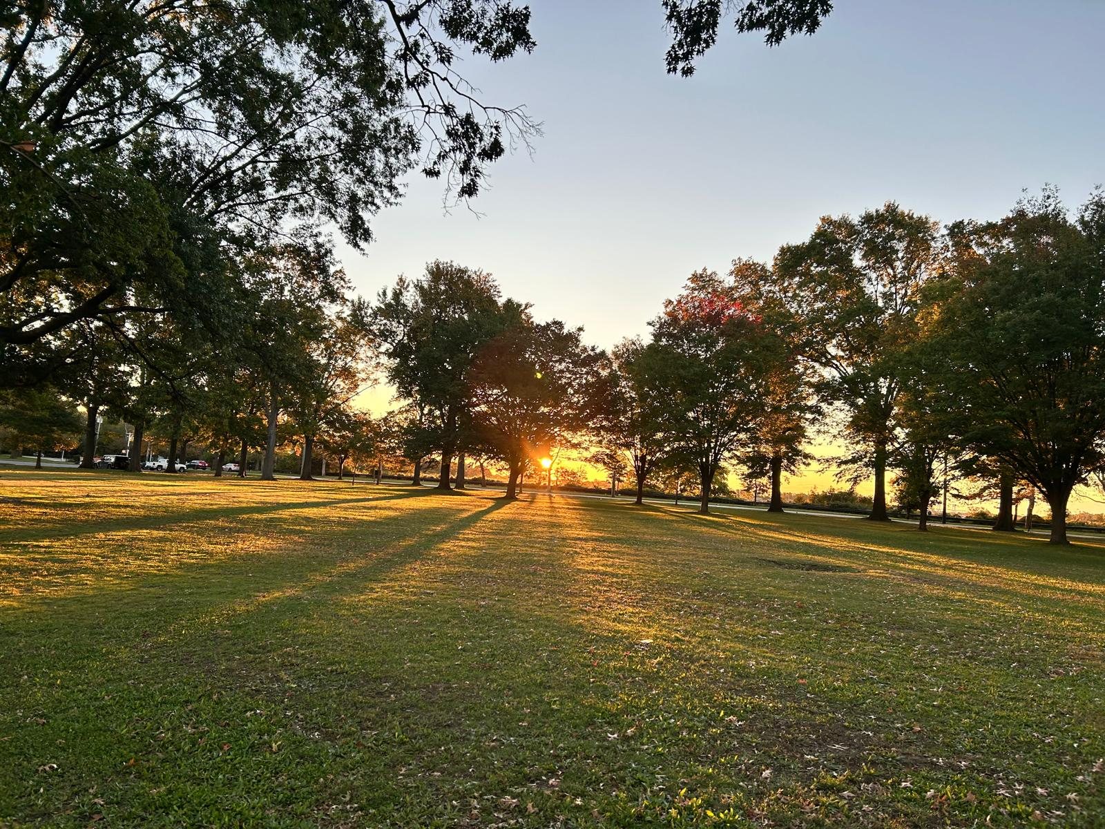 Sun rays through trees forming a semicircle of light on the grass at sunrise