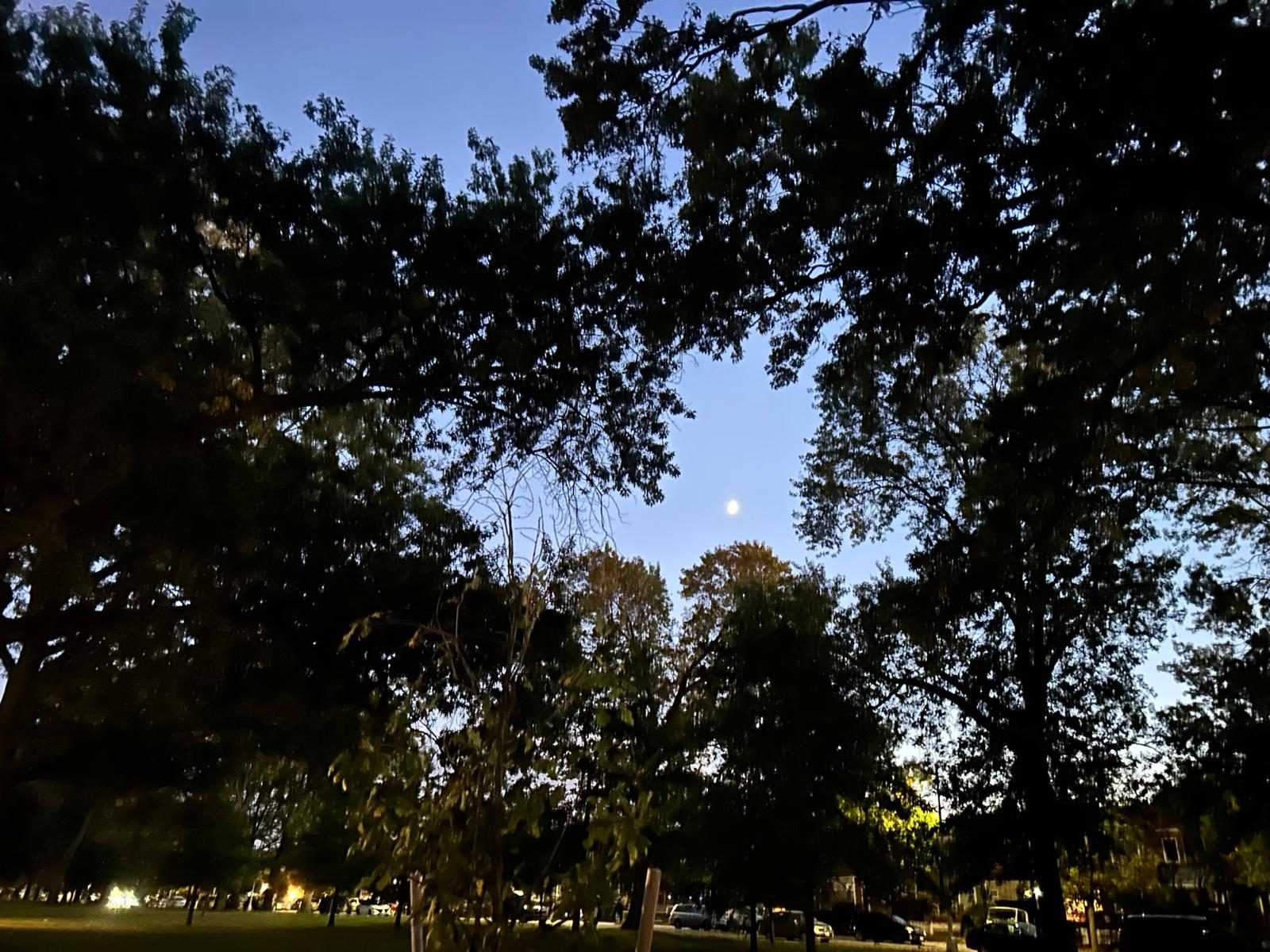 Moon glowing through the oak trees of Marine Park at dusk