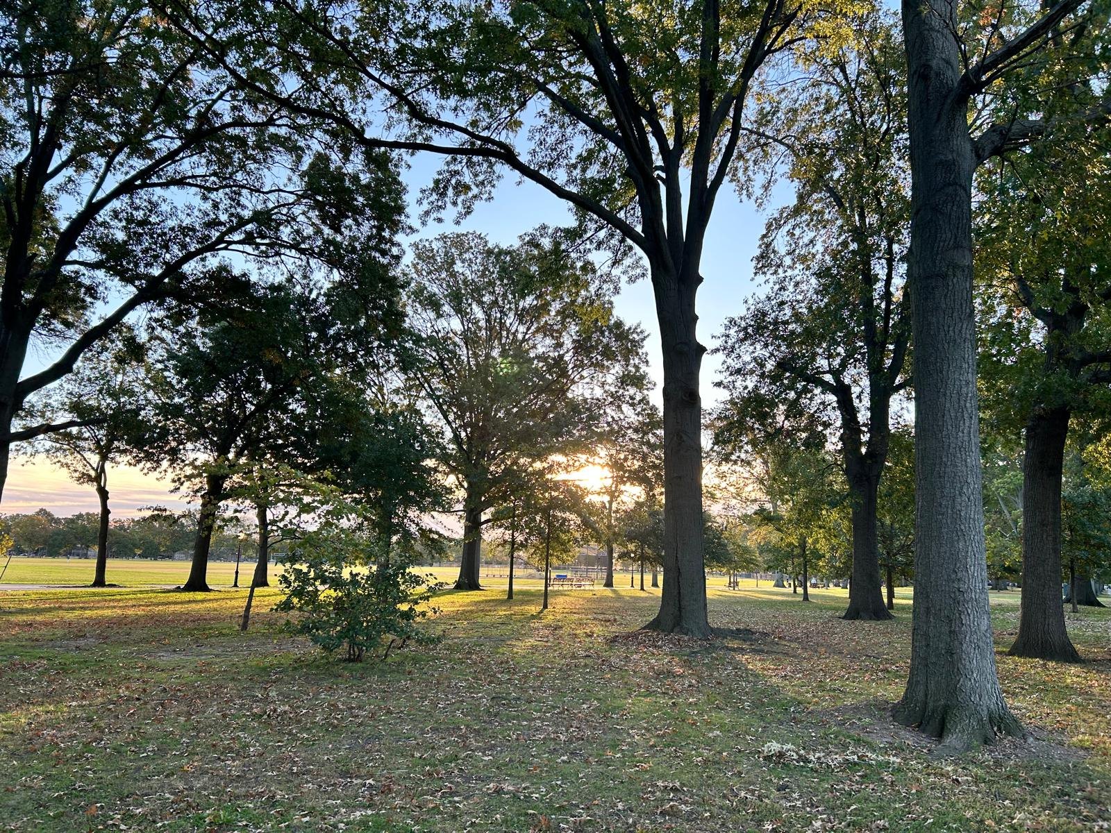 Morning sun through the trees at Marine Park, Brooklyn